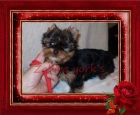 Yorkshire Terrier de Capricho, calidad - mejor precio | unprecio.es