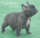 bulldog frances ,calidad,seriedad,LOE-RSCE - mejor precio | unprecio.es