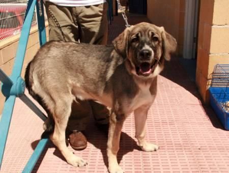 CACHORRO MASTIN 7 MESES ABANDONADO