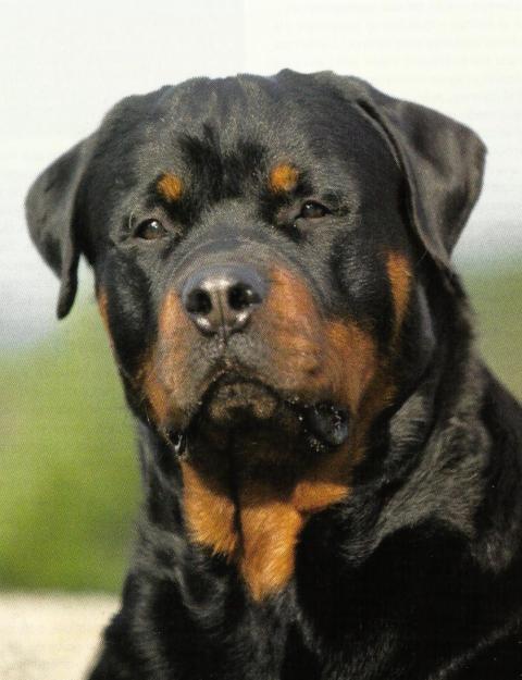 cachorros de pura raza de rottweiller