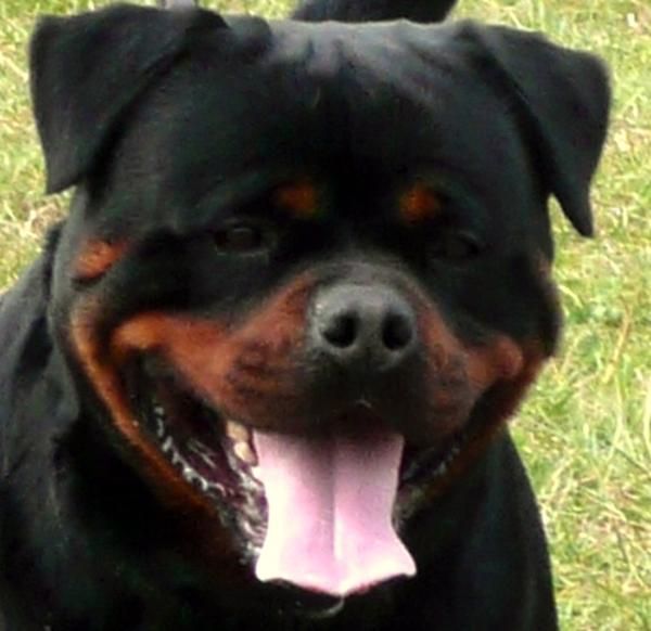 Cachorros disponibles - Rottweilers de Yolcris