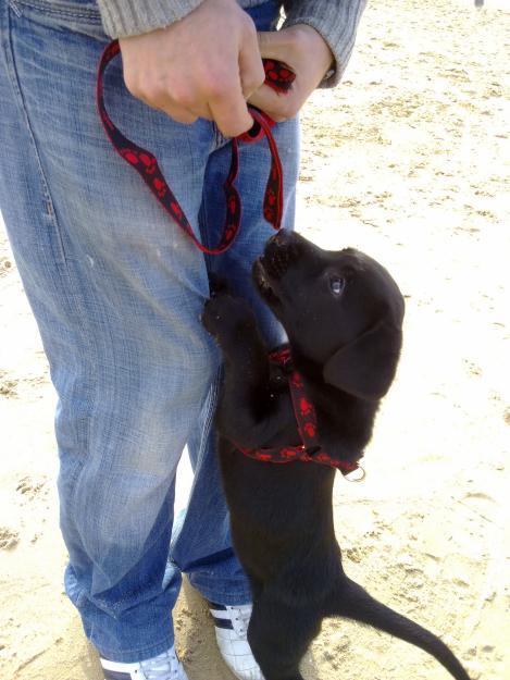 cachorros machos LABRADOR RETRIEVER