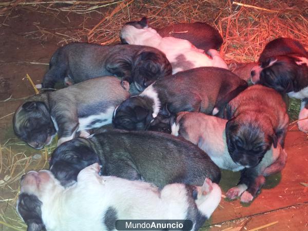 CACHORROS PASTOR DEL CAUCASO