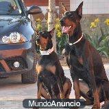 camada de doberman