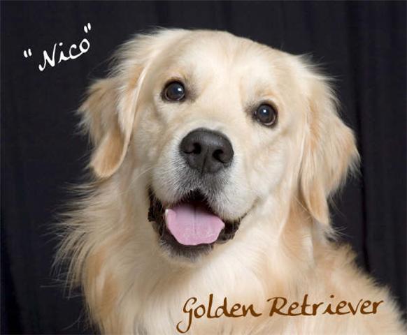 GOLDEN RETRIEVER MACHO PARA MONTA