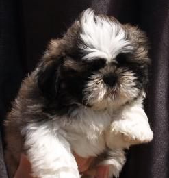 Shih-tzu, excelentes  y adorables