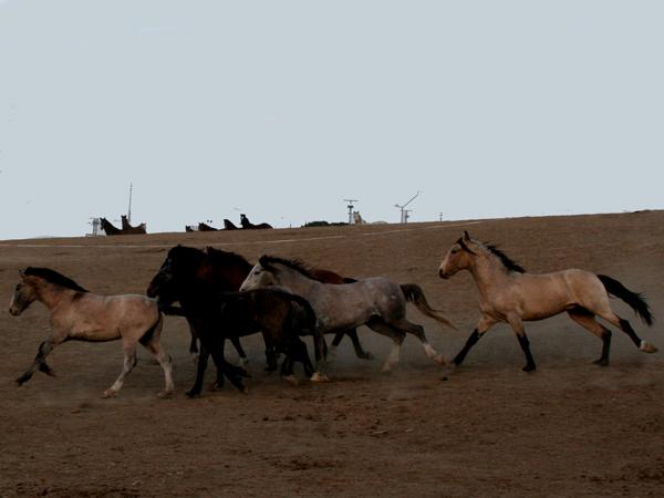 Vendo Caballos y Potros de Pura RazaLusitana