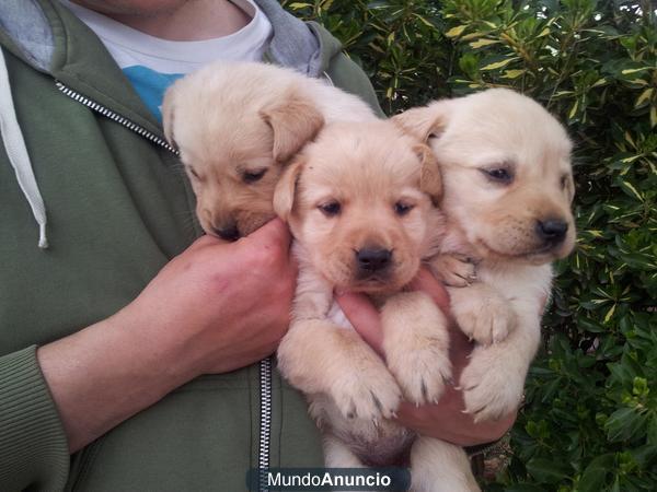 Vendo camada de labradores machos y hembras con mes y medio