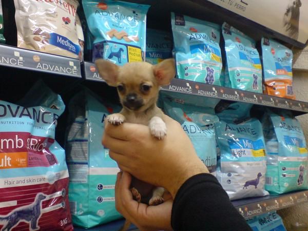 CACHORRITOS DE CHIHUAHUA MINI, 650 EUROS