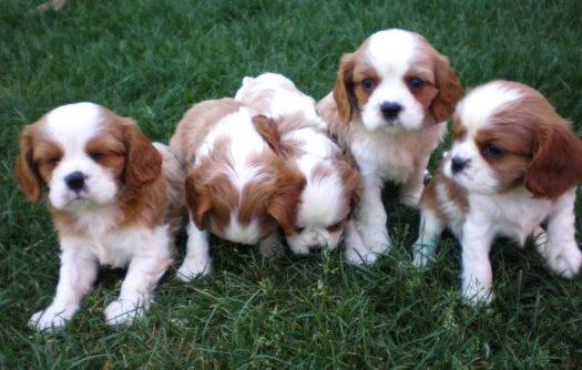 cachorros cavalier 400 en barcelona