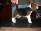 Cahorros beagle 350€ iva incl. - mejor precio | unprecio.es