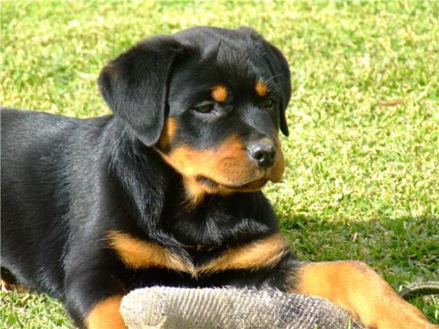 DO FONDO DO EIDO ROTTWEILERS