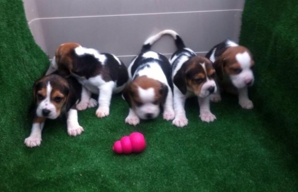 Regalo Beagles bicolores y tricolores