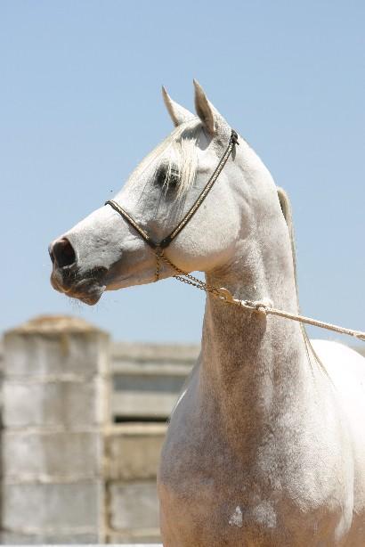 YEGUADA CABALLOS PURA RAZA ARABE