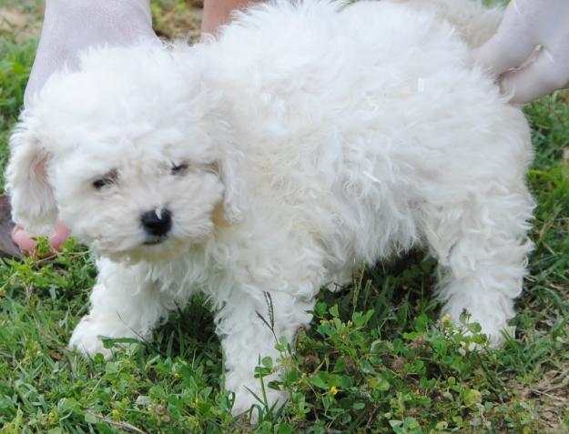 camada de bichon frisé 350€