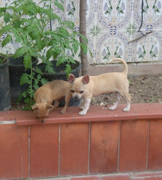 Cachorros chihuahua, en Barcelona. L.O.E.