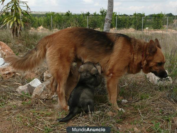 CACHORROS de Pastor Belga