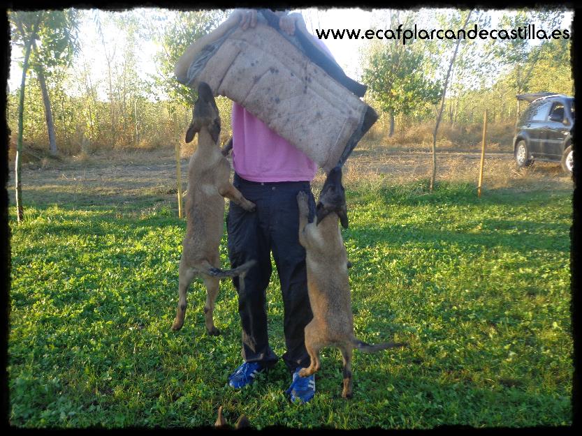 Pastor belga malinois para trabajo