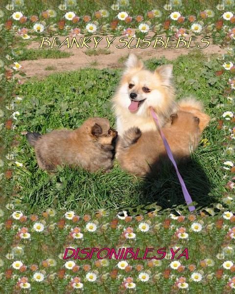 PRECIOSOS CACHORROS DE POMERANIA