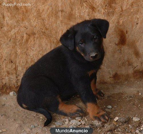 Regalo apuesto cachorro basenji poy