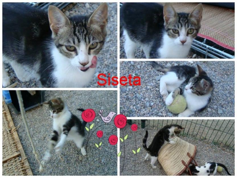 Siseta, gatita buena y preciosa busca adoptante