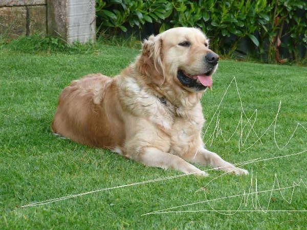 ULTIMOS CACHORROS GOLDEN RETRIEVER PEDIGREE GARANTIAS 450 EUROS ENTREGA YA