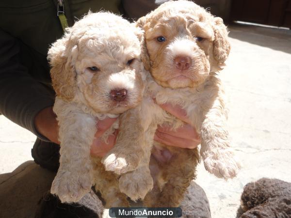 Cachorros Perro de Agua Español