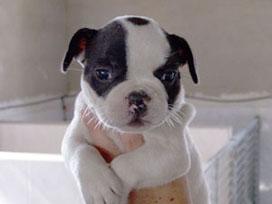 CACHORROS DE CRIADORES CANINOS