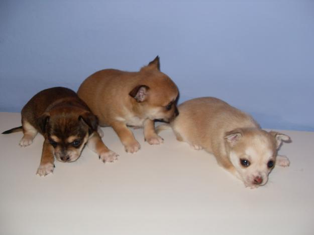 chihuahuas mini toys