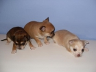 chihuahuas mini toys - mejor precio | unprecio.es