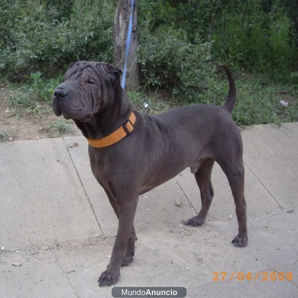 SE VENDE SHARPEI MACHO