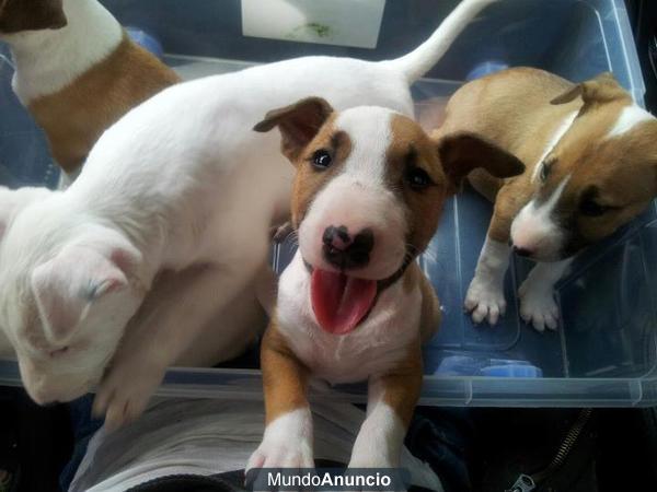 se venden dos cachorros hembritas de bull terrier