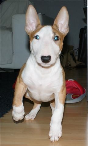 VENDO BULL TERRIER HEMBRA 350 EUROS