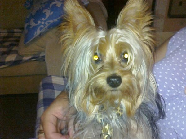 Yorkshire Terrier con pedigree para monta