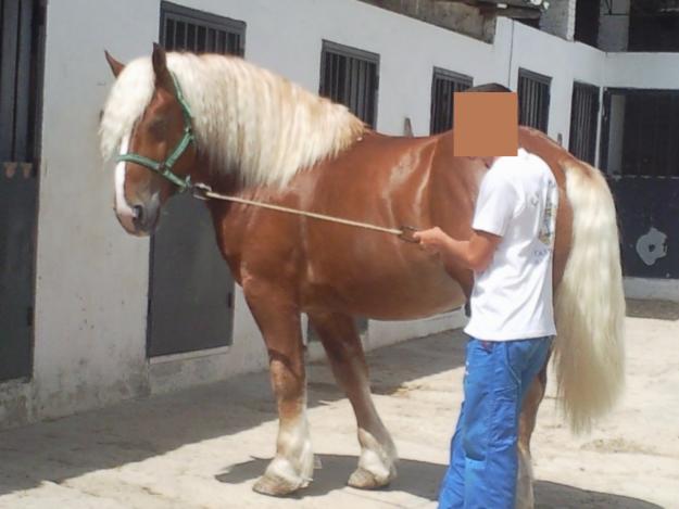 caballo cambio por mulo o tronco de mulo