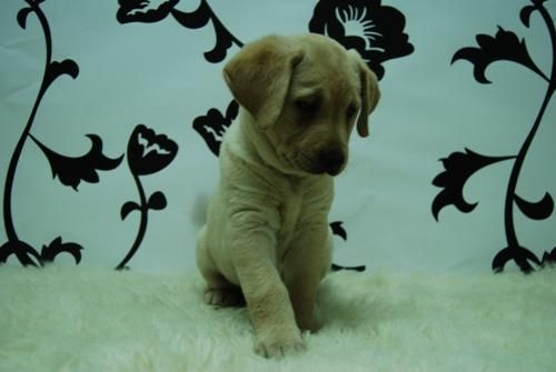 camada de labrador! cachorritos tricolor