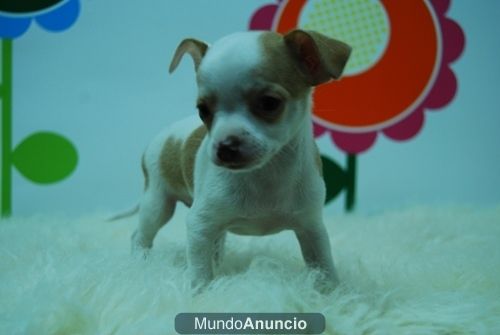 Chihuahua Excelentes ( Bicolor ) www.animalflower.es