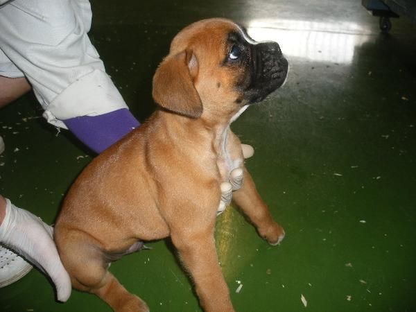 En venta preciosos cachorros de Boxer