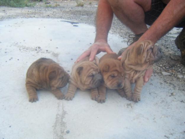 Excelentes cachorritos de shar pei economicos