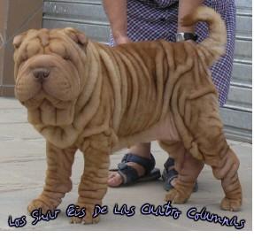 inmejorables cachorros shar pei