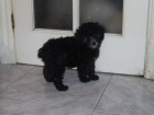 preciosa hembra caniche toy negra - mejor precio | unprecio.es