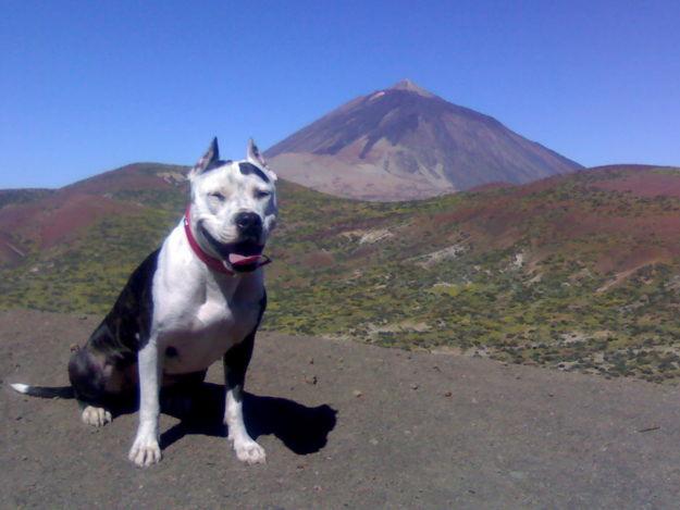 preciosos cachorros de futura camada para principios de agosto... se acen reserva