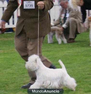 west highland white terrier