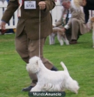 west highland white terrier - mejor precio | unprecio.es