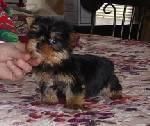 yorkshire terrier