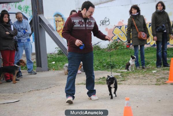 adiestrador canino/residencia