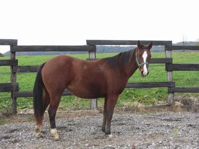 Americano caballo yegua bolly