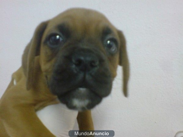 BOXER , perros, cachorros, criadero, venta.