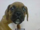 BOXER , perros, cachorros, criadero, venta. - mejor precio | unprecio.es