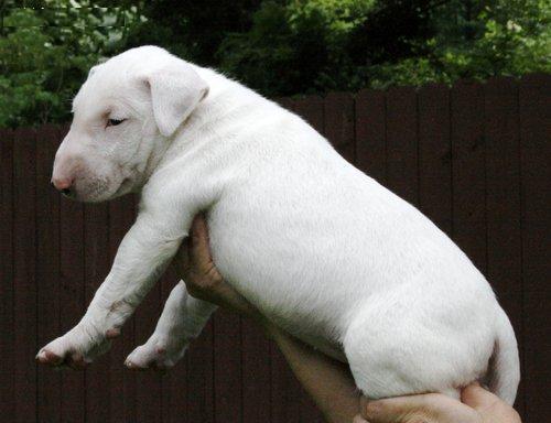 Bull terrier en regalo